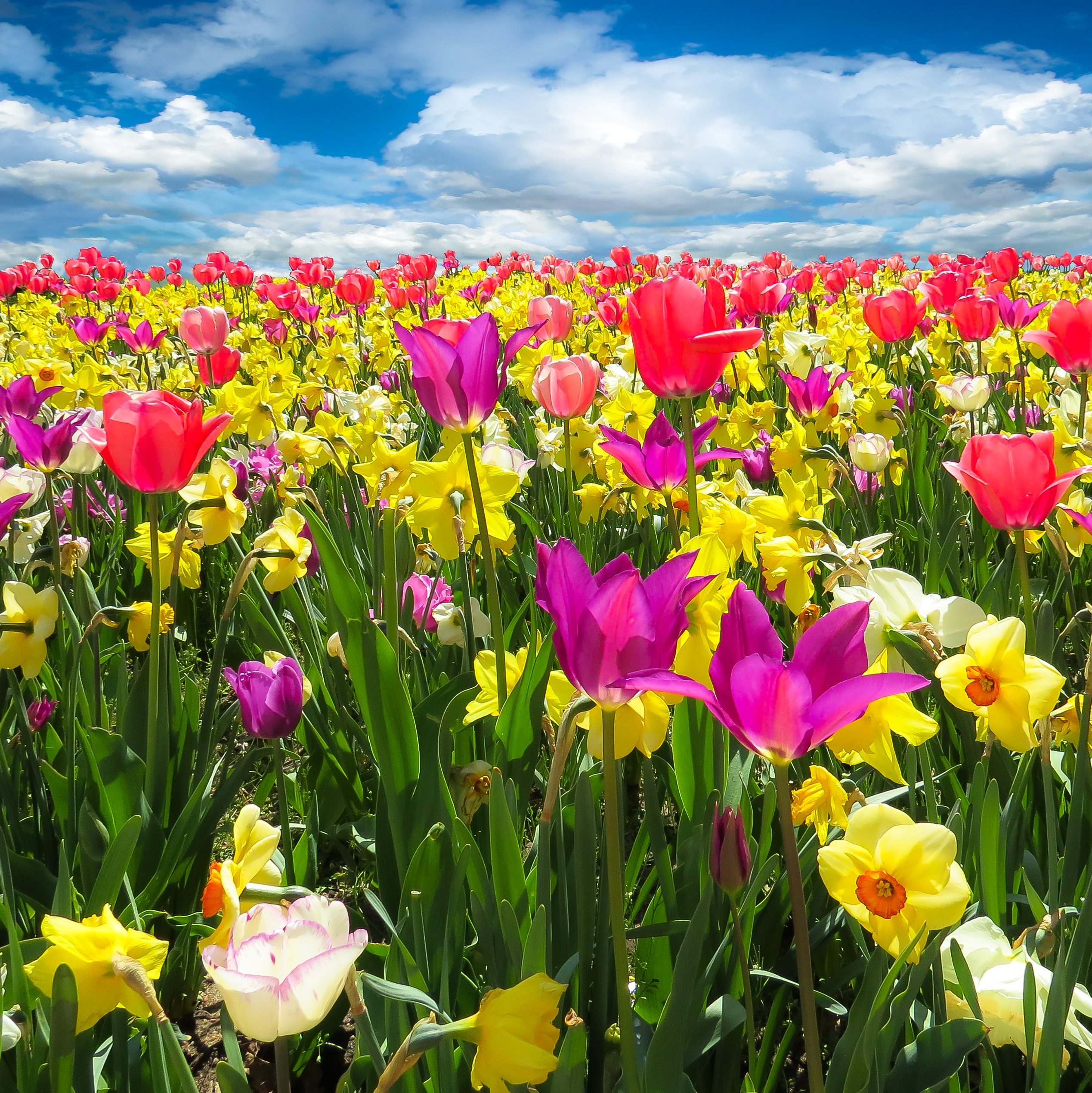 A photograph of a brightly coloured meadow of flowers.