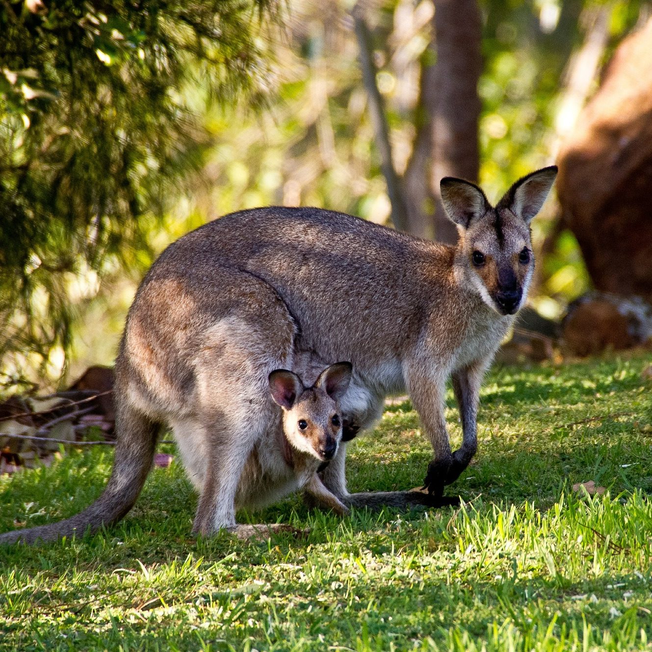 A kangaroo with her joey in her pouch.